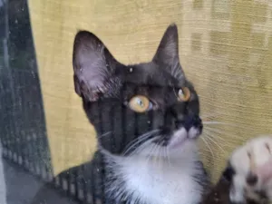 Gato raça SRD-ViraLata idade 2 a 6 meses nome Panda 
