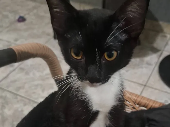 Gato raça SRD-ViraLata idade 2 a 6 meses nome Panda 