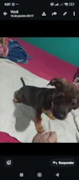 Cachorro raça SRD-ViraLata idade 2 a 6 meses nome Não possuí 