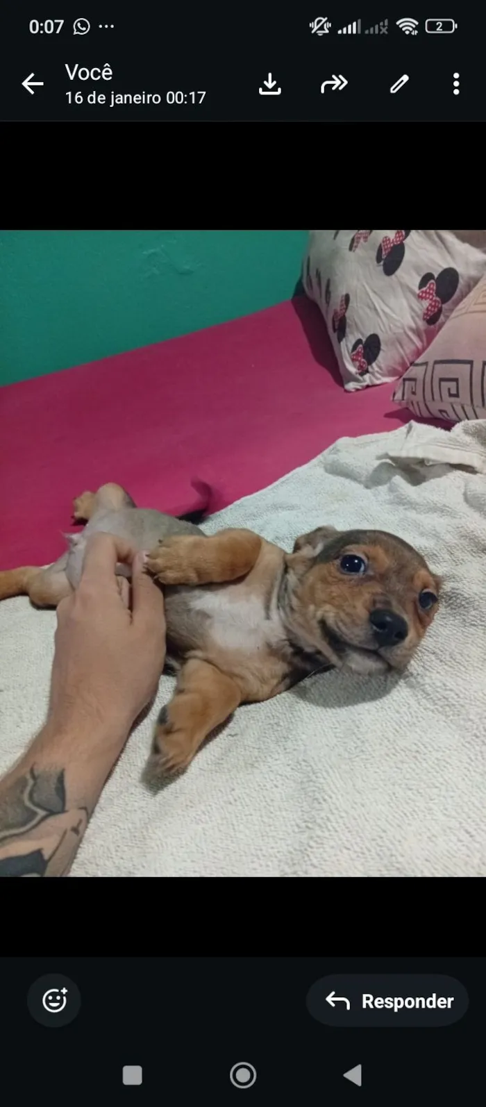 Cachorro raça SRD-ViraLata idade 2 a 6 meses nome Não possuí 