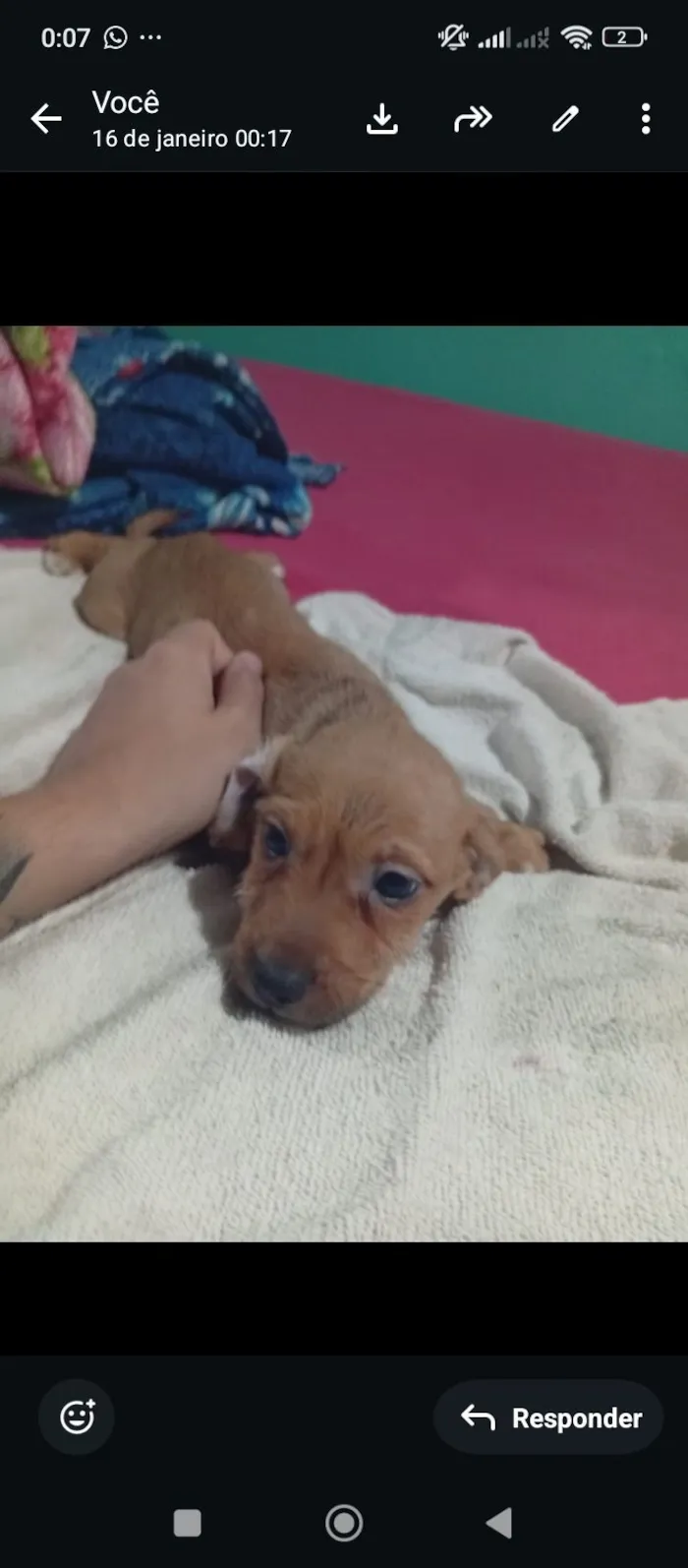 Cachorro raça SRD-ViraLata idade 2 a 6 meses nome Não possuí 