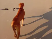 Cachorro raça Labrador idade 4 anos nome Skooby 