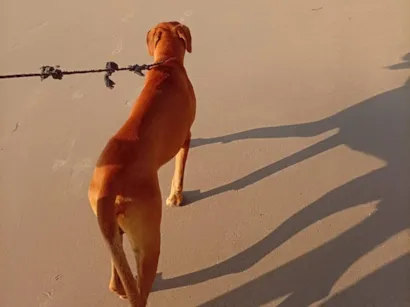 Cachorro raça Labrador idade 4 anos nome Skooby 