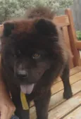 Cachorro raça Chow Chow idade 2 anos nome Ameixa