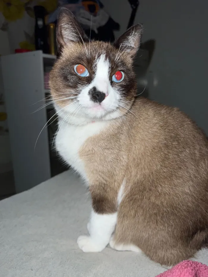 Gato raça SRD-ViraLata idade 2 anos nome Fulana 