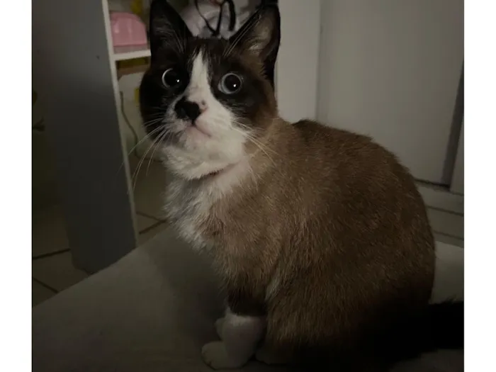 Gato raça SRD-ViraLata idade 2 anos nome Fulana 