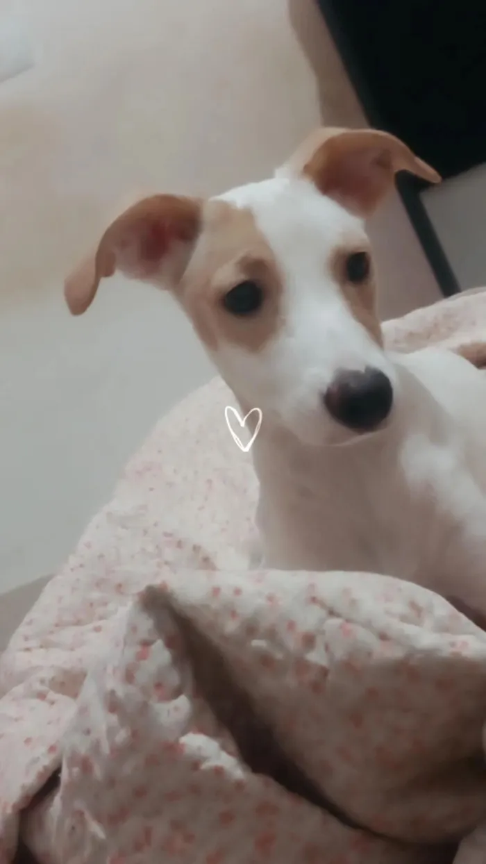 Cachorro raça SRD-ViraLata idade 7 a 11 meses nome Margareth 