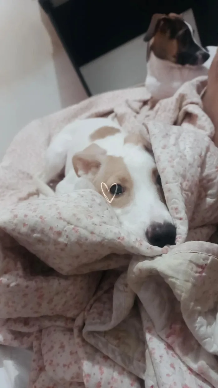 Cachorro raça SRD-ViraLata idade 7 a 11 meses nome Margareth 