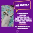Cachorro raça SRD-ViraLata idade 7 a 11 meses nome Margareth 