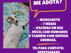 Cachorro raça SRD-ViraLata idade 7 a 11 meses nome Margareth 