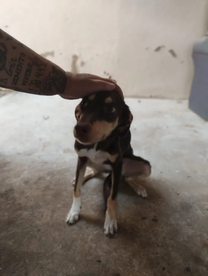 Cachorro raça SRD-ViraLata idade 1 ano nome Xena