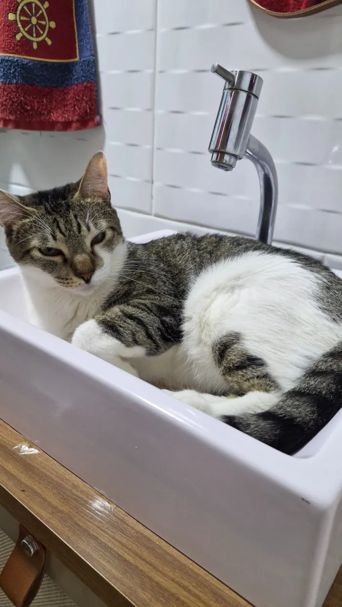 Gato raça SRD-ViraLata idade 3 anos nome Mine