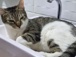 Gato raça SRD-ViraLata idade 3 anos nome Mine