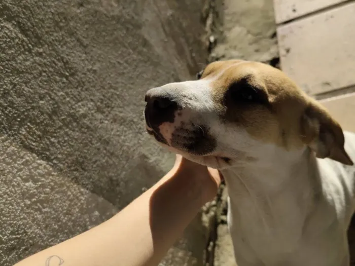 Cachorro raça SRD-ViraLata idade 1 ano nome Reaily