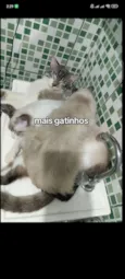 Gato raça SRD-ViraLata idade 1 ano nome Estelar, Charutinho, Scar, Mufasa, Tchola, Japinha