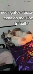 Gato raça SRD-ViraLata idade 1 ano nome Estelar, Charutinho, Scar, Mufasa, Tchola, Japinha