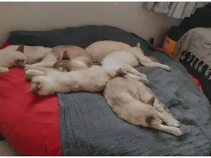 Gato raça SRD-ViraLata idade 1 ano nome Estelar, Charutinho, Scar, Mufasa, Tchola, Japinha