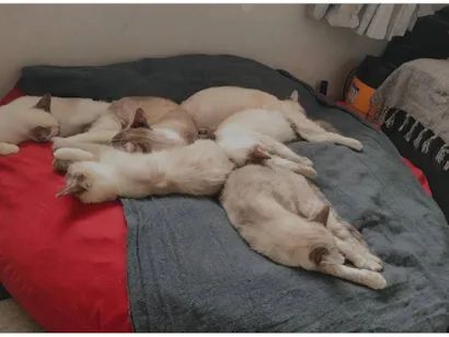Gato raça SRD-ViraLata idade 1 ano nome Estelar, Charutinho, Scar, Mufasa, Tchola, Japinha