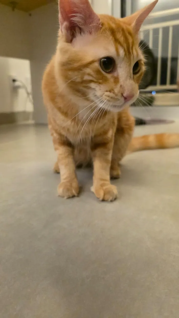 Gato raça SRD-ViraLata idade 7 a 11 meses nome Gato laranjinha