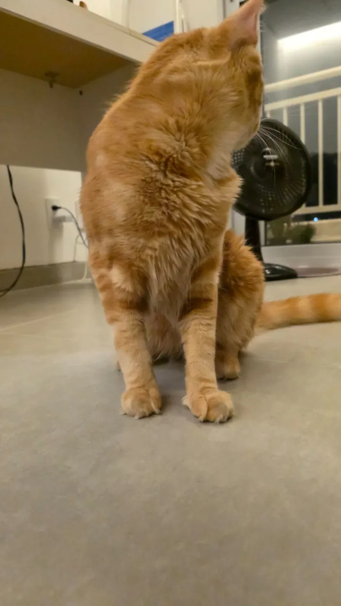 Gato raça SRD-ViraLata idade 7 a 11 meses nome Gato laranjinha 