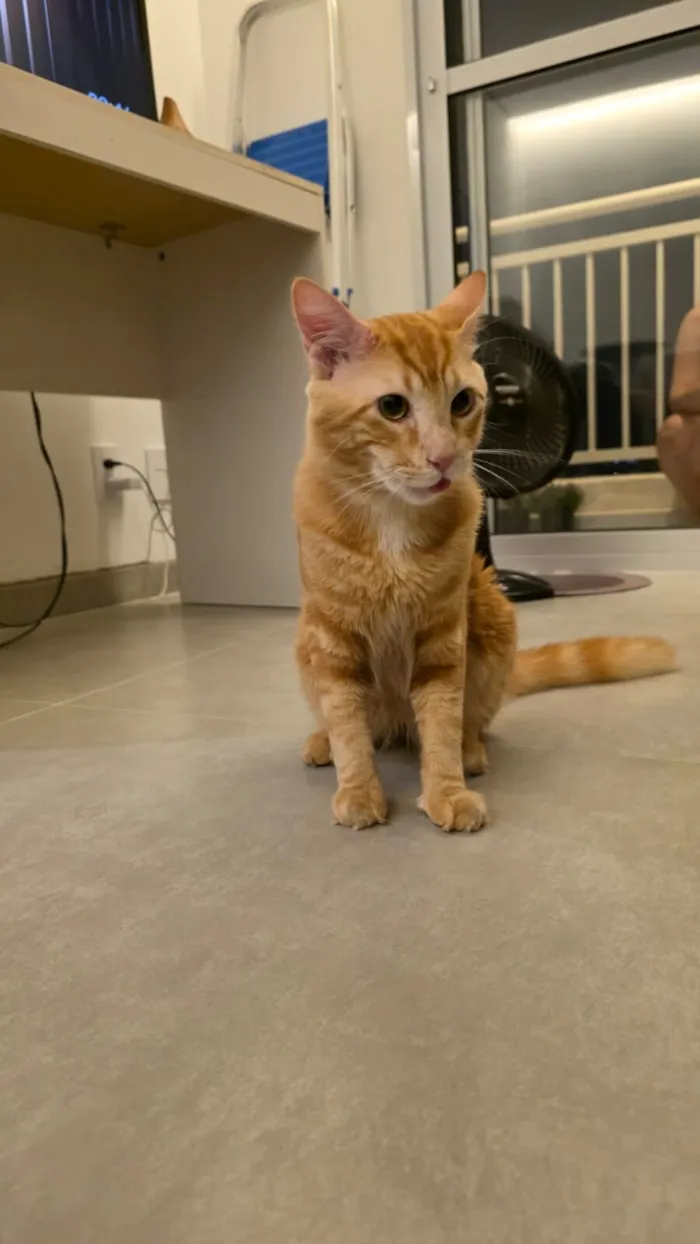 Gato laranjinha 