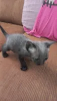 Gato raça SRD-ViraLata idade Abaixo de 2 meses nome Não tem nome 