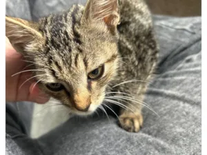 Gato raça SRD-ViraLata idade Abaixo de 2 meses nome Billy