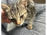 Gato raça SRD-ViraLata idade Abaixo de 2 meses nome Billy