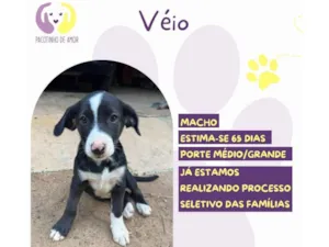 Cachorro raça SRD-ViraLata idade 2 a 6 meses nome Véio