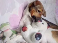 Cachorro raça SRD-ViraLata idade 1 ano nome Spike