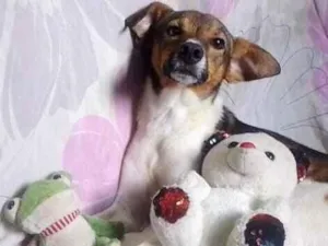 Cachorro raça SRD-ViraLata idade 1 ano nome Spike