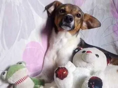 Cachorro raça SRD-ViraLata idade 1 ano nome Spike