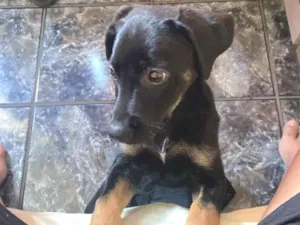 Cachorro raça SRD-ViraLata idade 2 a 6 meses nome Bibi 