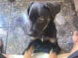Cachorro raça SRD-ViraLata idade 2 a 6 meses nome Bibi 