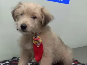 Cachorro raça SRD-ViraLata idade 2 a 6 meses nome Bob