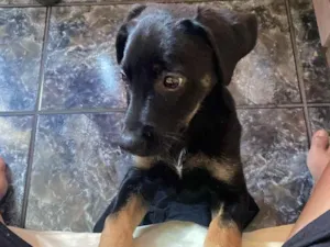 Cachorro raça SRD-ViraLata idade 2 a 6 meses nome Bibi