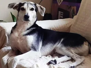 Cachorro raça SRD-ViraLata idade 3 anos nome Ted