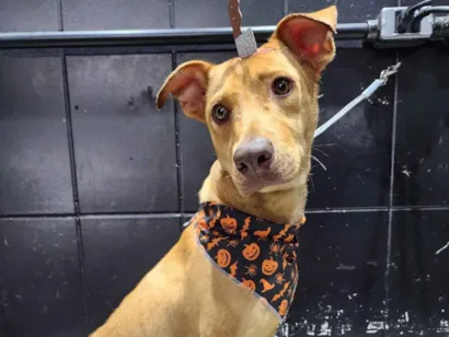 Cachorro raça SRD-ViraLata idade 1 ano nome Spike 