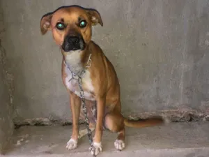 Cachorro raça SRD-ViraLata idade 5 anos nome Tobe e Pantera 