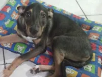 Cachorro raça SRD-ViraLata idade 7 a 11 meses nome Apollo 