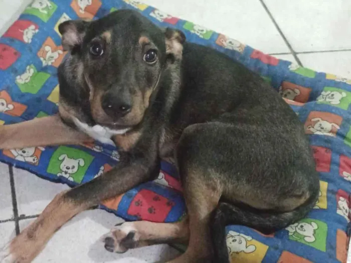 Cachorro raça SRD-ViraLata idade 7 a 11 meses nome Apollo 