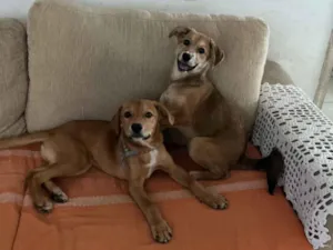 Cachorro raça SRD-ViraLata idade 2 a 6 meses nome Martin