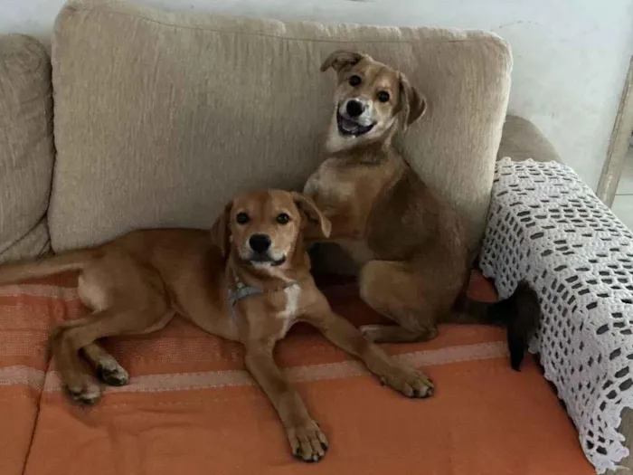 Cachorro raça SRD-ViraLata idade 2 a 6 meses nome Martin