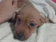 Cachorro raça SRD-ViraLata idade 2 a 6 meses nome Não possuí 
