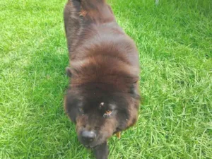 Cachorro raça Chow Chow idade 2 anos nome Ameixa