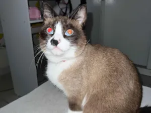 Gato raça SRD-ViraLata idade 2 anos nome Fulana 