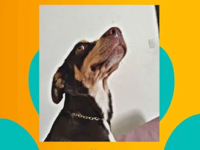 Cachorro raça SRD-ViraLata idade 1 ano nome Xena