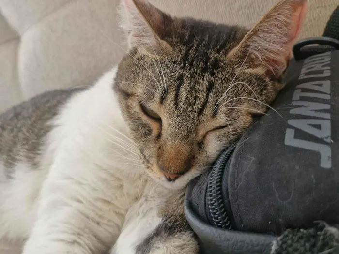 Gato raça SRD-ViraLata idade 3 anos nome Mine