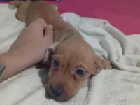 Cachorro raça SRD-ViraLata idade 2 a 6 meses nome Não tem 