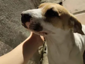 Cachorro raça SRD-ViraLata idade 1 ano nome Reaily
